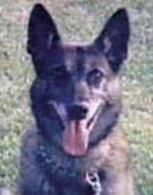 Fresno Police K-9 Saxon, documented in the 2002 Biopure Annual Report following catastrophic line-of-duty injuries.
